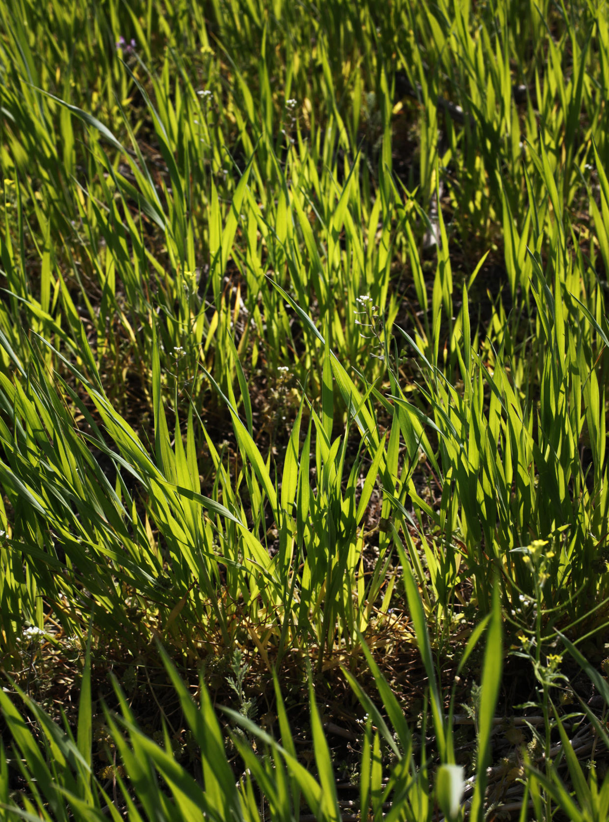 Wheat genome
